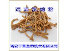 远志提取物 纯天然全水溶