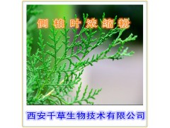 侧柏叶提取物 西安千草专供