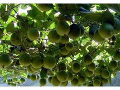 东莞罗汉果提取物天然甜味剂批发 巴科医药罗汉果提取物厂商