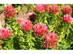 广州红景天提取物保护心血管直销 巴科医药红景天提取物厂家