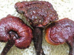 Reshi Mushroom Extract