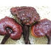 Reshi Mushroom Extract