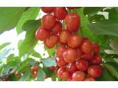 High Quality Acerola Extract