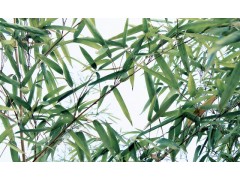 Natural Bamboo Leaf Extract