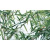 Natural Bamboo Leaf Extract