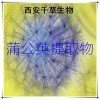 蒲公英提取物