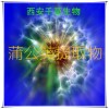 蒲公英水溶粉