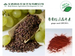 葡萄籽提取物原花青素９５％