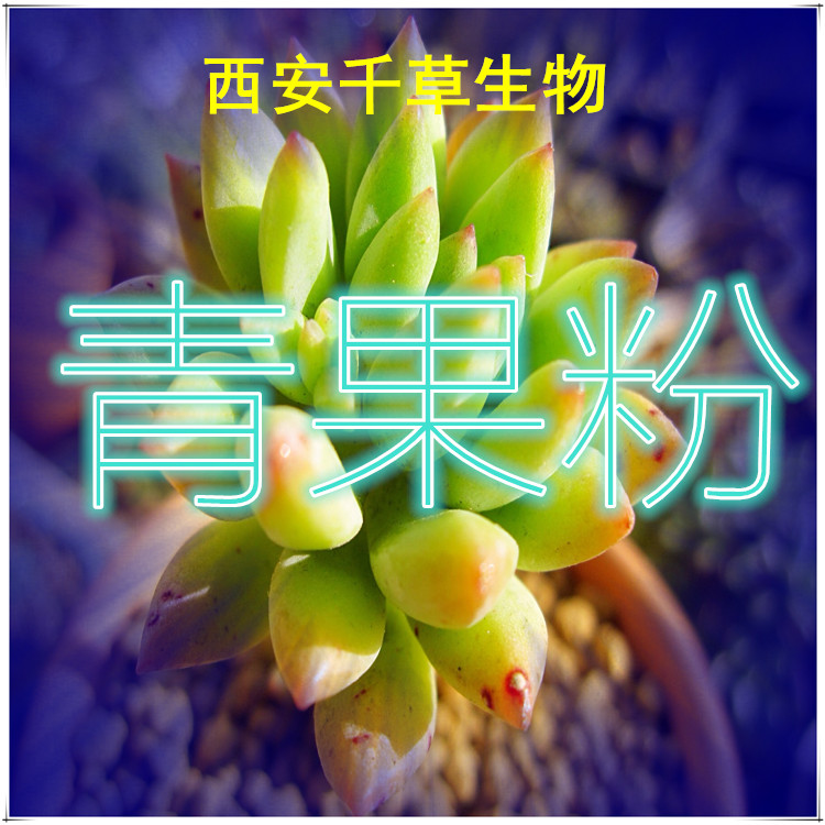 青果粉