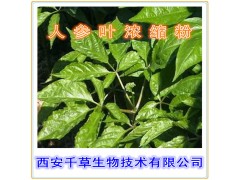 人参叶提取物人参叶粉