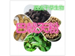 巴戟天提取物巴戟天粉