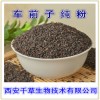 车前子提取物车前子粉