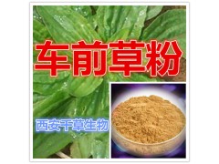 车前草提取物车前草粉