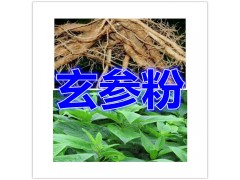 玄参提取物玄参粉