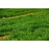 Wheat grass powder