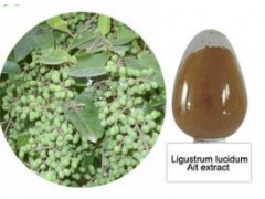 Ligustrum lucidum Ait Extract