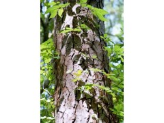 Pine Bark Extract