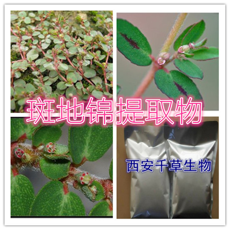 斑地锦提取物