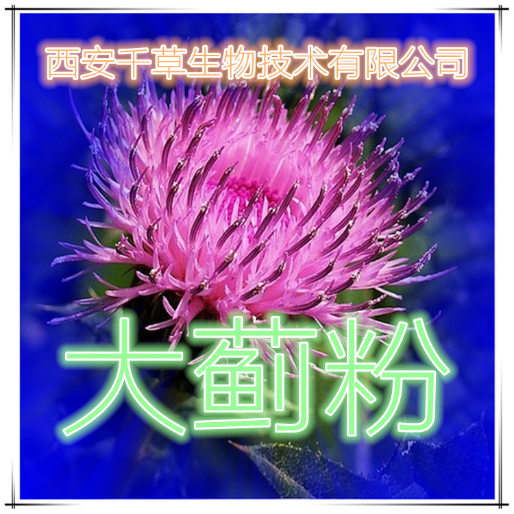 大蓟粉