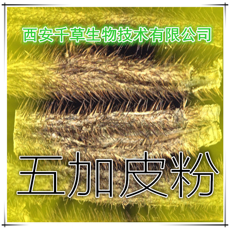 五加皮粉