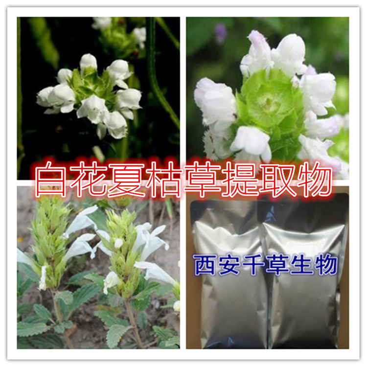 白花夏枯草提取物