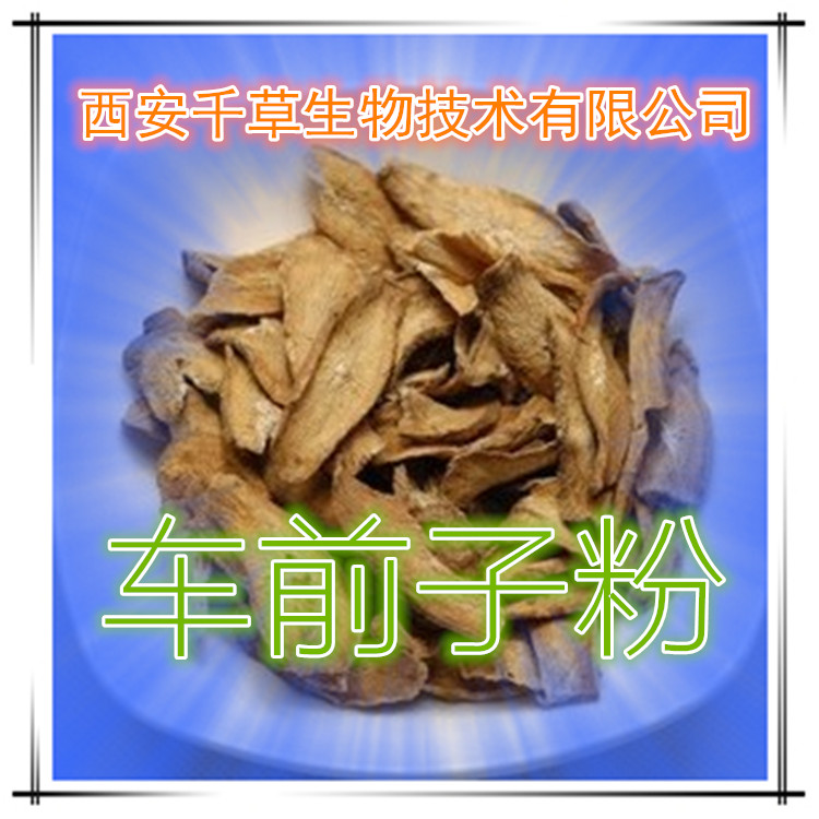 车前子粉
