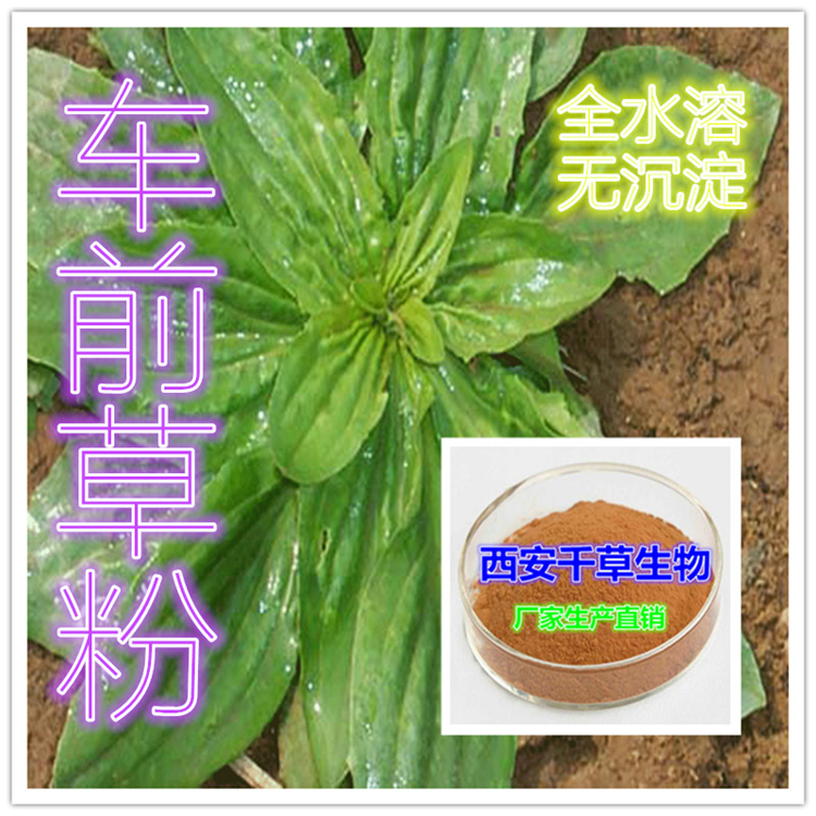 车前草粉