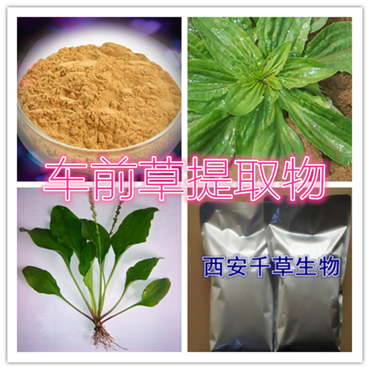 车前草提取物
