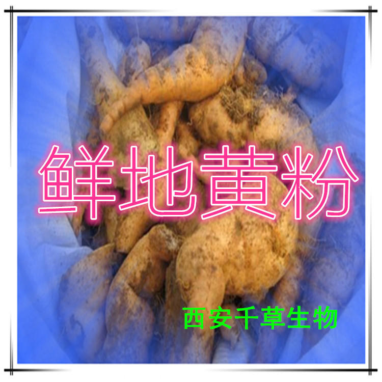 鲜地黄粉