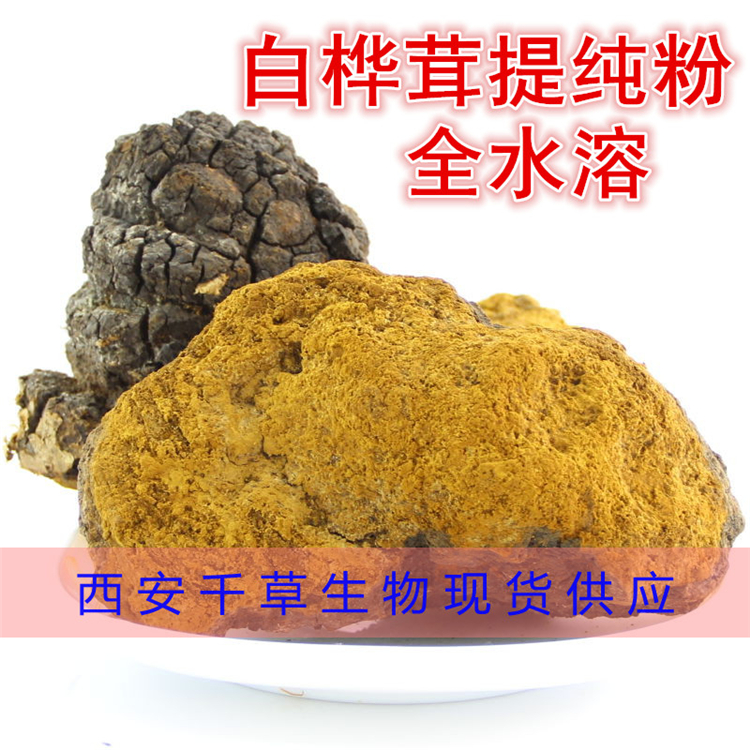 白桦茸提纯粉