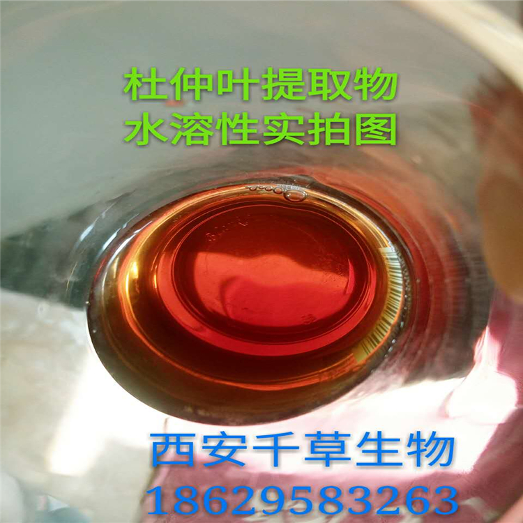 杜仲叶实白拍图1