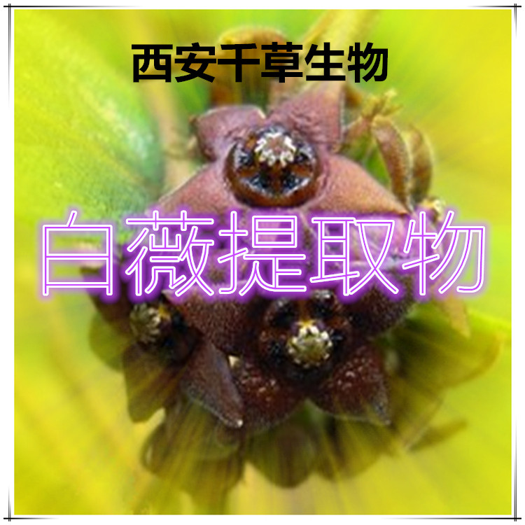白薇提取物