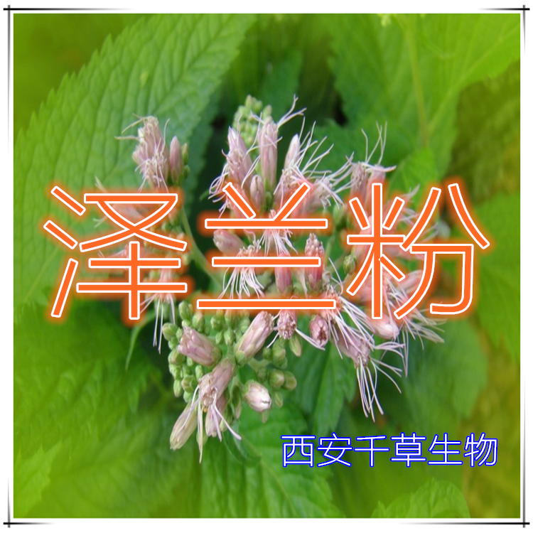 泽兰粉