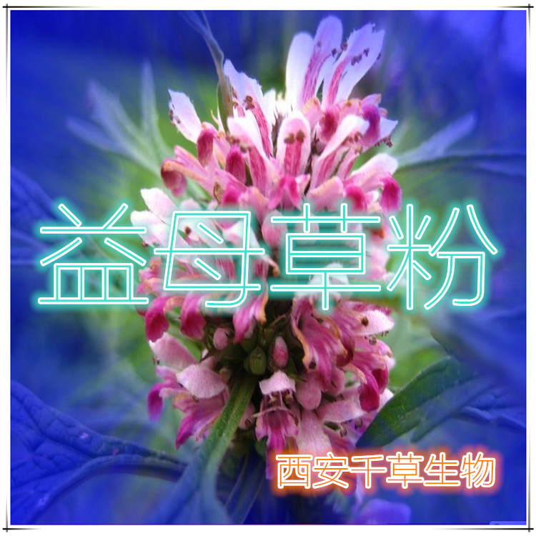 益母草粉