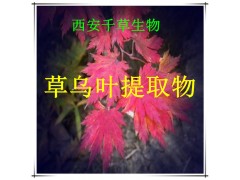 草乌叶提取物草乌叶粉