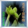 苍耳子提取物苍耳子粉