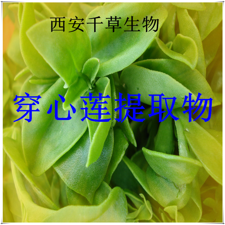 穿心莲提取物 (2)
