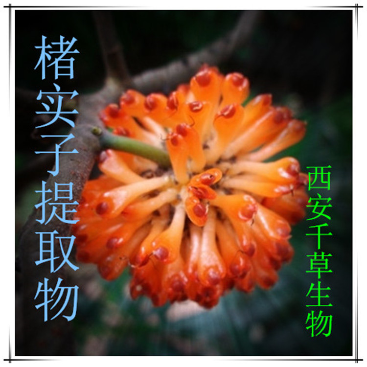 楮实子提取物_副本