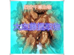 大血藤提取物大血藤粉