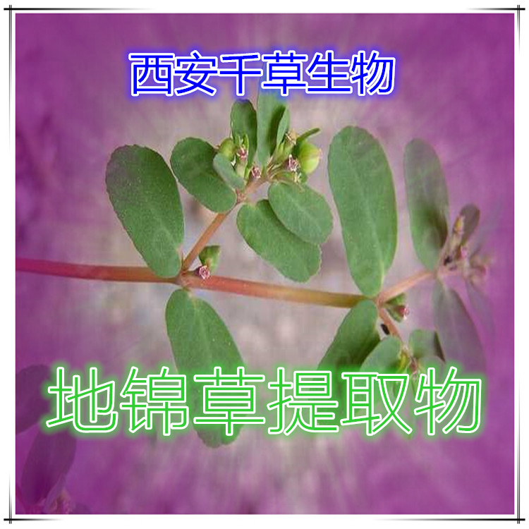 地锦草提取物 (2)