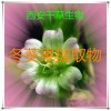 冬葵果提取物冬葵果粉