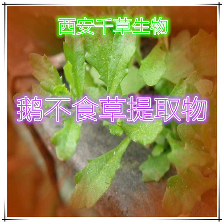 鹅不食草提取物