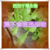 鹅不食草提取物鹅不食草粉
