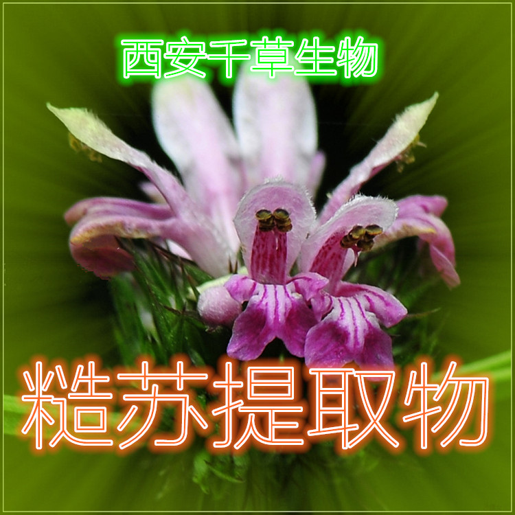 糙苏提取物