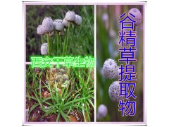谷精草提取物谷精草粉