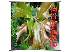 枸骨叶提取物枸骨叶粉