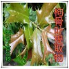 枸骨叶提取物枸骨叶粉