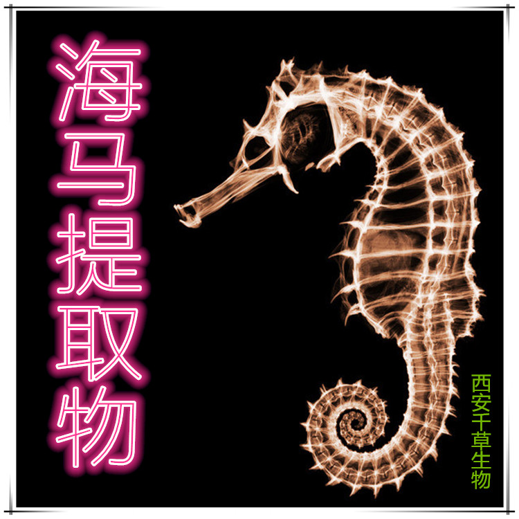 海马提取物海马粉