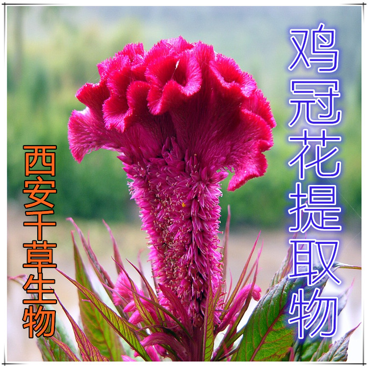 鸡冠花提取物