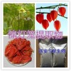 锦灯笼提取物锦灯笼浓缩粉